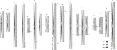 Identification of small effect quantitative trait loci of plant architectural, flowering, and early maturity traits in reciprocal interspecific introgression population in cotton